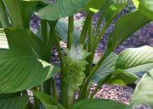 Turmeric produces large leaves with a tropical look, and it thrives in coastal heat and humidity. (Photo by MSU Extension/Gary Bachman)