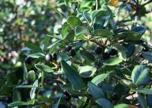 -- Indian hawthorn produces fruit that ripen through late summer into an attractive, blue to black color that persists through the winter. (Photo by MSU Extension/Gary Bachman)