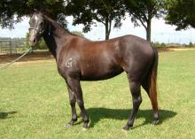 More than 20 horses from the Mississippi Agricultural and Forestry Experiment Station's herd, such as this 2-year-old gray mare, will be sold in an online auction from Nov. 1 to 21 at http://www.auction.msucares.com. (Submitted Photo)