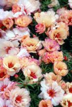 With antique shades of cream, yellow and rose, Margarita Cream grows well in a sunny garden with well-drained soil.