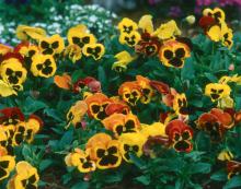 Delta Fire pansy  can literally light up the winter landscape with its brilliant yellows and rusts. Mass plant with Red Giant mustard for a striking combination.