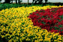 Orange bi-colored Montego snapdragons and yellow pansies  make for a striking cool-season planter.