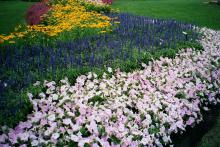 Rhea is a blue-violet colored Salvia farinacea that is the perfect divider for Misty Lilac Wave petunias and Prairie Sun rudbeckias.