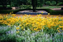 Strata is a frosty gray and blue violet Salvia farinacea that combines well with a host of colors including these yellow Prairie Sun rudbeckias.