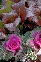 Red Giant mustard, a 2004 Mississippi Medallion award winner, stands elegantly over this Nagoya Red kale, a variety that performed exceedingly well in trials at the North Mississippi Research and Extension Center in Verona. Although short, it was among the most beautiful.