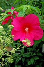 Dill looks at home in the butterfly or perennial garden with its tall, feathery foliage and yellow flowers. This dill complements a Flare perennial hibiscus.