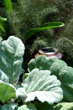 This garden offers just about everything a grower could want from a combination planting without flowers. Salvia argentea provides the huge and almost furry leaves of the silver sage. But it is the fine-leafed partner, an herb referred to as bronze fennel, that makes the planting. (Photos by Norman Winter)