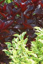 Black Varnish psuederanthum, with its almost-black leaves, grows with Gold Edge duranta that is brilliant dark green and golden chartreuse. This planting stands out even from a great distance. (Photos by Norman Winter)