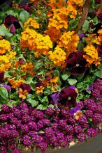 This cool season container has Citrona orange in fiery contrast with the purple from Matrix pansies and alyssum. Sorbet Sunny Royale viola either harmonizes or contrasts with every other plant in the container. Easter Bonnet alyssum softly tumbles over the rim. (Photo by Norman Winter)