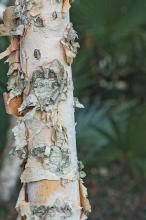 Bark on a River Birch