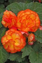 Nonstop Fire, or Begonia tuberhybrida, is a blaze of orange and yellow. The plants develop lateral branches, giving a great mounded look for baskets and planters. (Photos by Norman Winter)