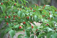 In some areas, dogwoods are as exquisite as hollies with bright red, oval-shaped fruits, or drupes. (Photo by Norman Winter)