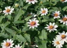 Starlight Rose, a bicolor zinnia Zahara selection, has white petals with a splash of deep rose in the center. Hot summer temperatures may cause the rose color to fade, but it reappears with fall weather. (Photo by MSU Extension Service/Gary Bachman)