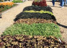 Ornamental sweet potatoes create vibrant carpets in full sun. These variety trials will be on display Oct. 18-19 at throughout the Fall Flower and Garden Festival at Mississippi State University's Truck Crops Experiment station in Crystal Springs.  (Photo by MSU Extension Service/Gary Bachman)