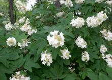 Oakleaf hydrangeas bloom from early May to the middle of June. The coarse-textured foliage provides an excellent background for later-flowering plants, and it turns from dark gray-green to bronzy reds, oranges and browns in the fall. (Photo by MSU Extension Service/Gary Bachman)