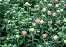 Purchase mums that still have tight buds and are just starting to show color. This increases their period of showy display as the buds begin to open. (Photo by MSU Extension Service/Gary Bachman)