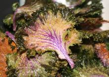 Ornamental kale is edible, and the leaves' bright colors can add pizazz to fresh salad or stir-fry. These kale leaves have been baked as chips. (Photo by MSU Extension Service/Gary Bachman)