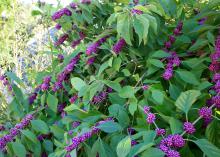 American Beautyberry is a fall-blooming plant commonly seen in the wild growing at the edges of wooded areas all across Mississippi and the Southeast. It produces clusters of bright purple berries. (Photo by MSU Extension Service/Gary Bachman)