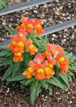 Montego snapdragons will grow to only 10 inches tall and wide. They are available in a variety of colors, including this bicolor, and they are gorgeous lining the front edge of a flower bed. (Photo by MSU Extension Service/Gary Bachman)