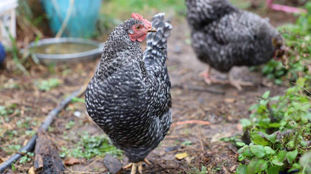 Two black chickens in a garden.