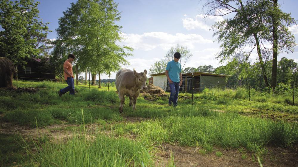 2 young men in green field with calf on a sunny day