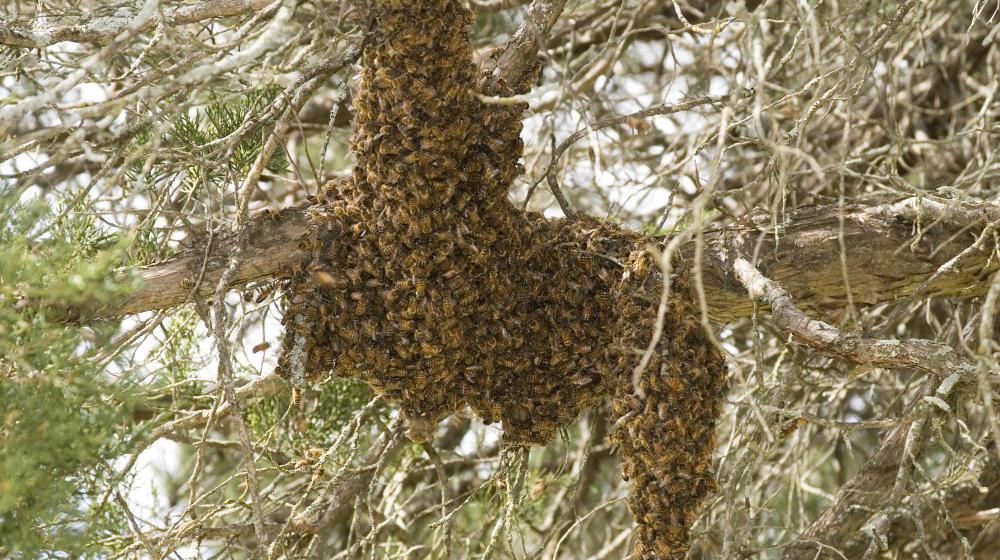 Honey Bee Swarm