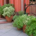 Growing herbs in containers is an easy way to provide the drainage they need. It also makes them portable and accessible to the kitchen. (Photo by Lelia Kelly/Mississippi State University horticulturist)