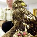 Dr. Joey Burt, a 1987 graduate of Mississippi State University's College of Veterinary Medicine and this year's Alumnus of the Year, treats an injured bald eagle that was brought into his practice in Ohio. The 4-year-old bird was found on a golf course and was released back in the same area after recovering from a wing injury. (Photo by Brandi Stafford/Cincinnati Ohio Enquirer)