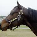 Mississippi State University stallion Minister Slew, a grandson of 1977 Triple Crown winner Seattle Slew, was euthanized on July 11 after fracturing a leg during a sudden thunderstorm. Donated to the university in 2002, Minister Slew was alone in his paddock when he apparently spooked or took a misstep during the storm. (Photo submitted by MSU College of Veterinary Medicine/Terri Snead)