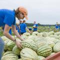 Mississippi State University student Margaret Wilson of Brandon loads watermelons onto a trailer headed for area food pantries. Wilson and other members of Service DAWGS, a new community service student initiative, picked melons left over from harvest on the Farm Fresh fields in Webster County. (Photo by Marco Nicovich)