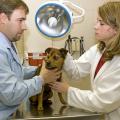 Keith Youngblood assists Dr. Juli Gunter with a dermatology patient. Gunter, an assistant clinical professor at the college, says pet owners should watch for signs of allergies and report them as soon as possible to their local veterinarian. (Photo by Tom Thompson)