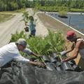 From left, Jim Kelly, restoration expert for the Land Trust for the Mississippi Coastal Plain, and Lavell Mitchell, nurseryman, load RPM trees grown at Young's Nursery in Vancleave while Laura Bowie, Land Trust watershed outreach coordinator, carries more over in this April 23 photo. (Photo by Bonnie Coblentz)