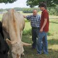 Mississippi State University animal scientist Brian Rude, left, and graduate student Jonathan Greene of Trussville, Ala., feed Peaches the steer a ration containing refined distillers grains. The two studied the ability of cattle to digest this substance. (Photo by Kat Lawrence)