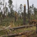 Timber was heavily damaged in Choctaw County. This photograph was taken near the Weir community on April 30. Photo by Scott Corey.