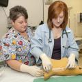 Animal technician Lisa Chrestman, left, helps fourth-year student Amy Dunaway place an intravenous catheter in a dog model. (Photo by Tom Thompson)