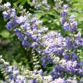 The chaste tree's flower color varies from lavender to lilac to pale violet and the tiny flowers bloom in small clusters that come together to form larger arrangements. The tree is seen throughout Jackson County and in other parts of the Mississippi Gulf Coast. (Photo by MSU Extension Service/Gary Bachman)