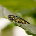 The emerald ash borer is metallic green in color and about 1/2 inch long. The beetle's larva tunnels under the bark and disrupts the ash tree's absorption of food and water, eventually starving and killing it. (Photo by USDA ARS/Stephen Ausmus)