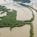 The overflowing Mississippi River and its tributaries are threatening the Delta's trees, but many can survive for weeks in flood waters as long as their crowns remain above water and their roots do not become too exposed. (Photo by Scott Corey)