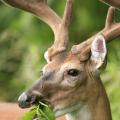 Proper land and herd management strategies have a positive impact on the quality and health of the white-tailed deer population in Mississippi. (Photo courtesy of Steve Gulledge.)