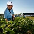 More than 100 cotton researchers and breeders from around the world were in Starkville Tuesday to learn about Mississippi State University's work with cotton. Yabing Li of the Cotton Research Institute in Anyang, China, examines cotton on MSU's R.R. Foil Plant Science Research Center. (Photo by Scott Corey)