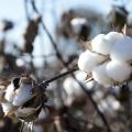 The majority of Mississippi's farms are family-owned, but most of their products are basic commodities that require processing before consumption. (Photo by Kat Lawrence)