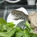 Boreal toads are an endangered species native to the Colorado Rockies. Diane is one of 52 being cared for in a laboratory at Mississippi State University. (Photo by MSU Ag Communications/Kat Lawrence)