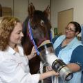 Drs. Cyprianna Swiderski (left) and Elizabeth Carothers perform lung function testing on Max, who suffers from an asthma-like condition. Swiderski's research is one of the studies at Mississippi State University's College of Veterinary Medicine designed to translate scientific advances from veterinary medicine to human medicine. (Photo by MSU College of Veterinary Medicine/Tom Thompson)