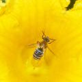 Squash bees are solitary, native insects that specialize in pollinating squashes, pumpkins and gourds. Unlike honey bees, squash bees are not social and nest in the ground. (Photo courtesy of Blake Layton)