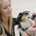 Regular brushing can help pets avoid periodontal disease. College of Veterinary Medicine student Jenica Haraschak demonstrates proper tooth brushing on Darby. (Photo by MSU College of Veterinary Medicine/Tom Thompson)