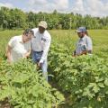 From left, Holmes County Extension Director Betsy Padgett, Holmes County District 2 Supervisor James Young, and Holmes County Supervisor District 2 staff member Linda Lowery inspect okra in the community garden in Durant. (Photo by MSU Ag Communications/Scott Corey)