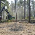 Forestry is Mississippi's third-largest agricultural commodity in 2012, with a preliminary year-end harvest value estimated at $1.03 billion, an 8 percent increase from 2011. (MSU Ag Communications file photo/Scott Corey)