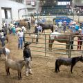 Mississippi junior and senior 4-H'ers prepare to enter the ring for the selection of grand and reserve grand champion pony mares, registered American quarter horse mares, grade western mares, and registered paint mares on June 28 during the 2013 4-H Horse Championship at the Mississippi State Fairgrounds in Jackson. (Photo by MSU Ag Communications/Kat Lawrence)