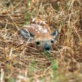 Fawns are left alone while their mothers forage for food, a survival strategy that leads people to believe the fawns have been abandoned. Leave wild baby animals alone and call the Mississippi Department of Wildlife, Fisheries and Parks to report an orphan. (Photo by MSU Ag Communications/File Photo)