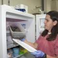 Mississippi State University researcher Natalie Calatayud checks on female Boreal toads hibernating in a laboratory refrigerator. Researchers found the toads will lay eggs in captivity after spending time in simulated conditions that mimic their native environment. (Photo by MSU Ag Communications/Kat Lawrence)